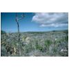 Nauru Landscape after phosphate mining