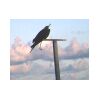 Captive frigate bird