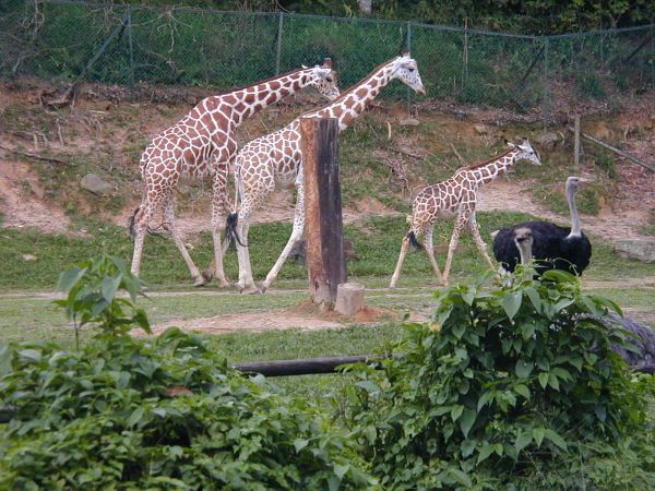 kl_zoo2029.jpg<BR>