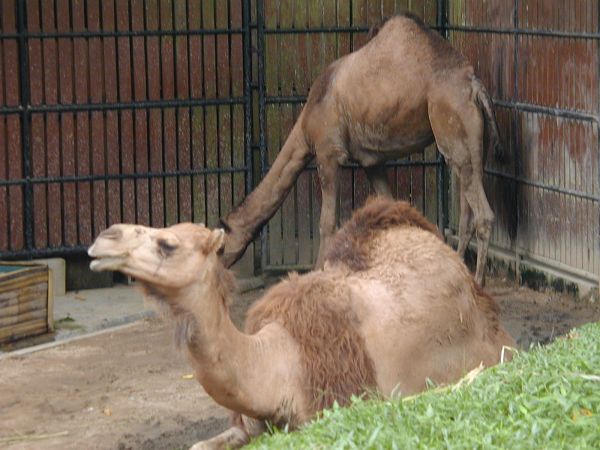kl_zoo2031.jpg<BR>