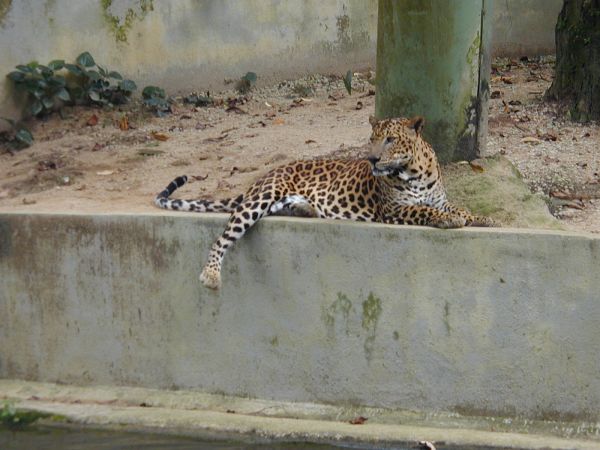 kl_zoo2043.jpg<BR>