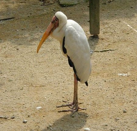kl_zoo2055.jpg<BR>