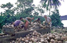 sorting cocnuts for copra vure vure taveuni