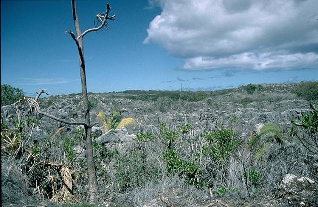 Nauru Landscape after phosphate mining