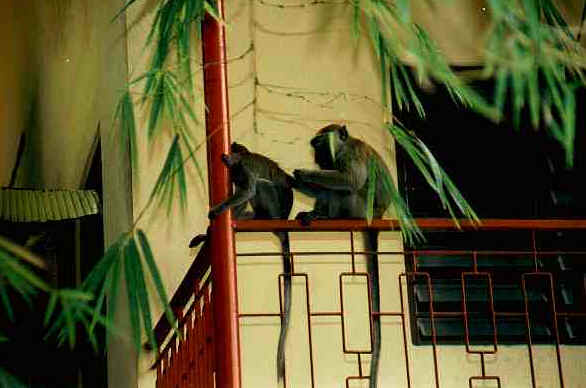 Perak Tong Temple Ipoh with monkeys