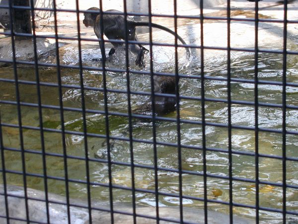 kl_zoo1998.jpg<BR>
